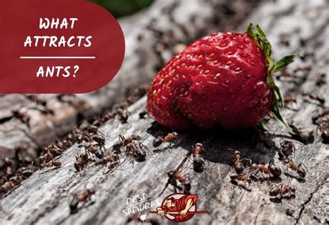 are ants attracted to heat|What Attracts Ants .